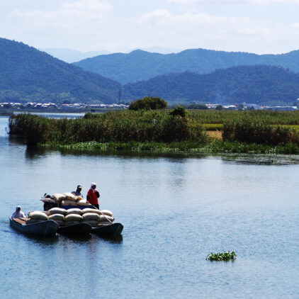 船でしか渡れない田んぼ!?琵琶湖に浮かぶ水田で栽培する酒米「渡船」の田植えをレポート!